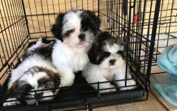 Shi Tzu Puppies available