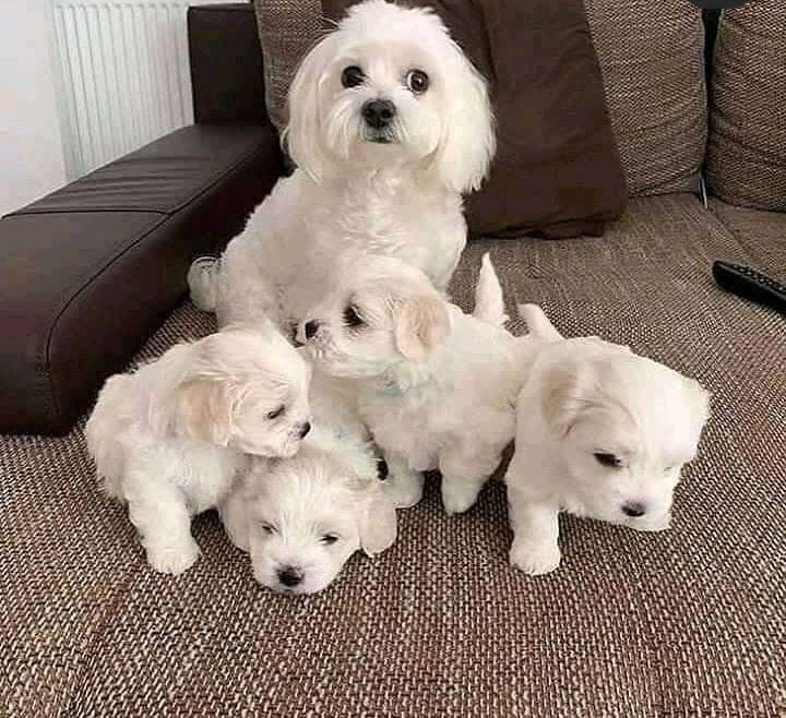 Maltese puppies available