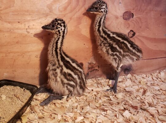 Standard Emu chicks for sale.