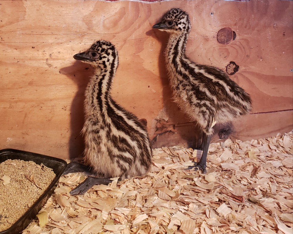 Standard Emu chicks for sale.